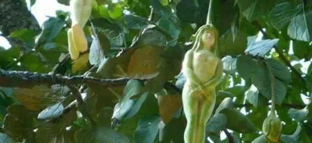 泰國旅遊, 看見滿樹的「女人果」再好看也不要買, 不然肯定後悔 !