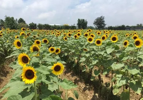不只清淨、初鹿超好玩!全台十大休閒農場美如世外桃源