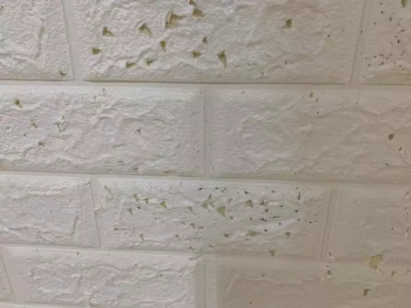 房客退房時稱壁紙是蟑螂咬的,屋主只扣2000後續處理卻讓他覺得整到自己