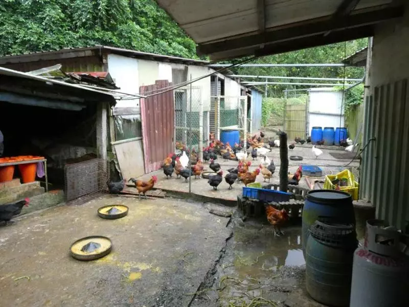 傳為違法養雞場關說?基隆議員極力否認