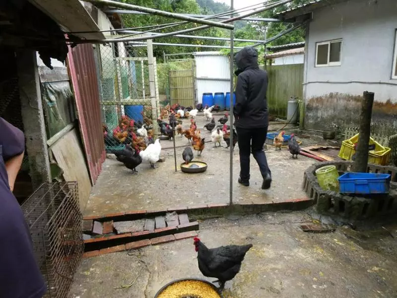 傳為違法養雞場關說?基隆議員極力否認