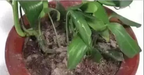 「蚊香灰」別扔了,學會3個小妙招,解決不少生活困擾,用處很大 !