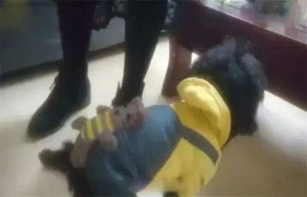 一張尋狗啟事上面「印象派畫風」讓人看到笑歪,沒想到順利找回狗狗後「本尊就長這樣」