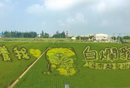 影/白爛貓彩繪稻田 吸引2萬人。這片彩繪會維持到稻穗成熟收割,但最好看是十月期間