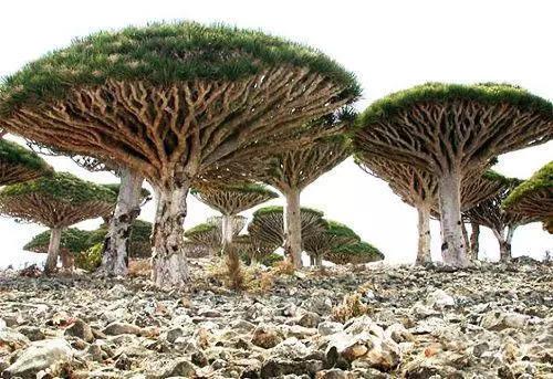全球最古怪的世界奇跡