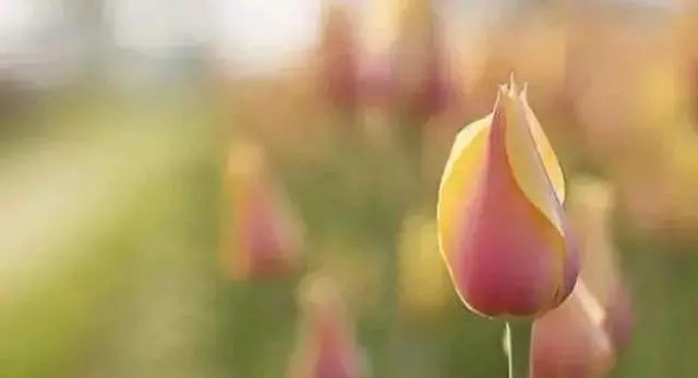 誰的人生都有傷,誰的心裡都有痛