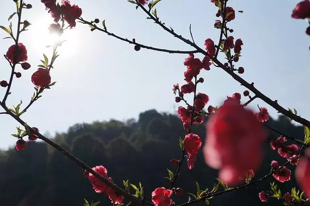 12星座什麼時候演技最好,白羊裝傻充愣,雙魚多愁善感