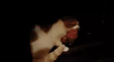 讓貓咪欲罷不能的除了貓薄荷,還有這件不得不說的神物