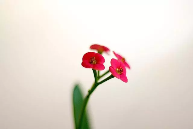 生活上,最需要戀人幫襯的星座