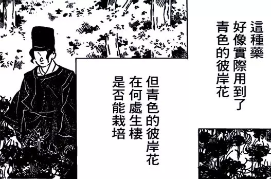鬼滅之刃:青色彼岸花是鬼舞辻的千年目標,其實早已被珠世找到