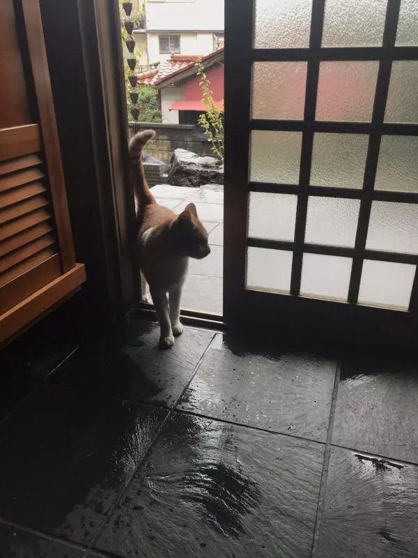 不忍浪浪朋友無助面對60年來最強颱風 貓主子暖心招呼:都進來吧