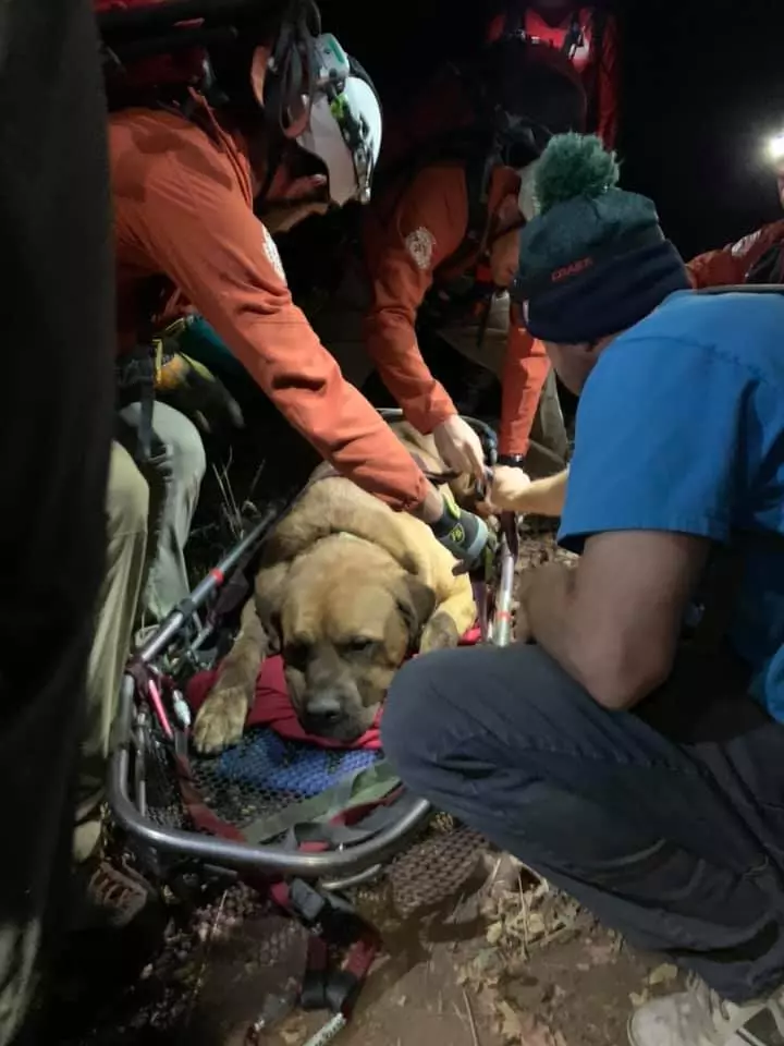 陪主人爬山…86kg巨汪到山頂走不動了 救援隊出動「牠乖趴擔架」:謝謝叔叔抬我下山~