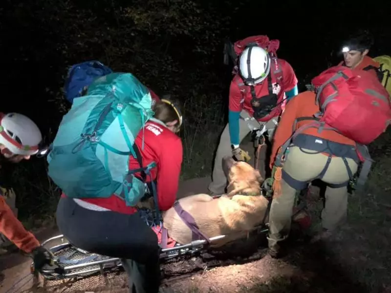 陪主人爬山…86kg巨汪到山頂走不動了 救援隊出動「牠乖趴擔架」:謝謝叔叔抬我下山~