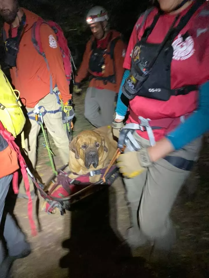 陪主人爬山…86kg巨汪到山頂走不動了 救援隊出動「牠乖趴擔架」:謝謝叔叔抬我下山~