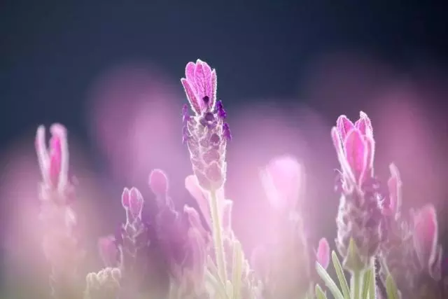 學會獨處,才是生活的強者
