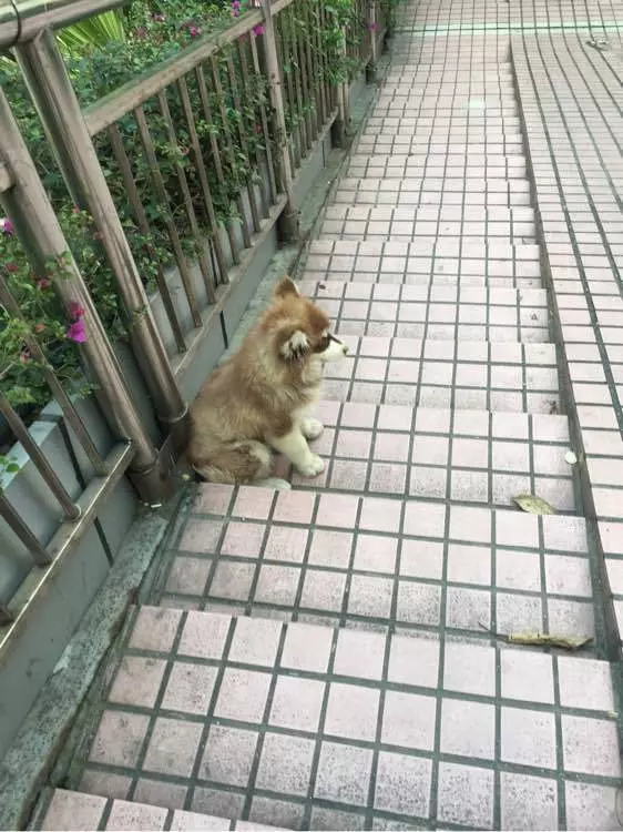 小阿拉太瘦弱被拋路邊 路過善良妹「霸氣收編」:負責把你養大變美!