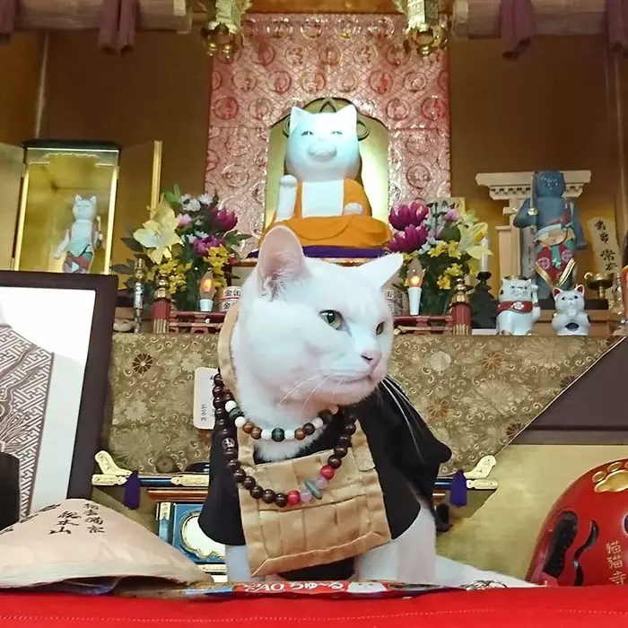 貓奴必來參拜!全是貓的「喵喵寺」 奧嘟嘟貓住持、貓和尚都來歡迎你~