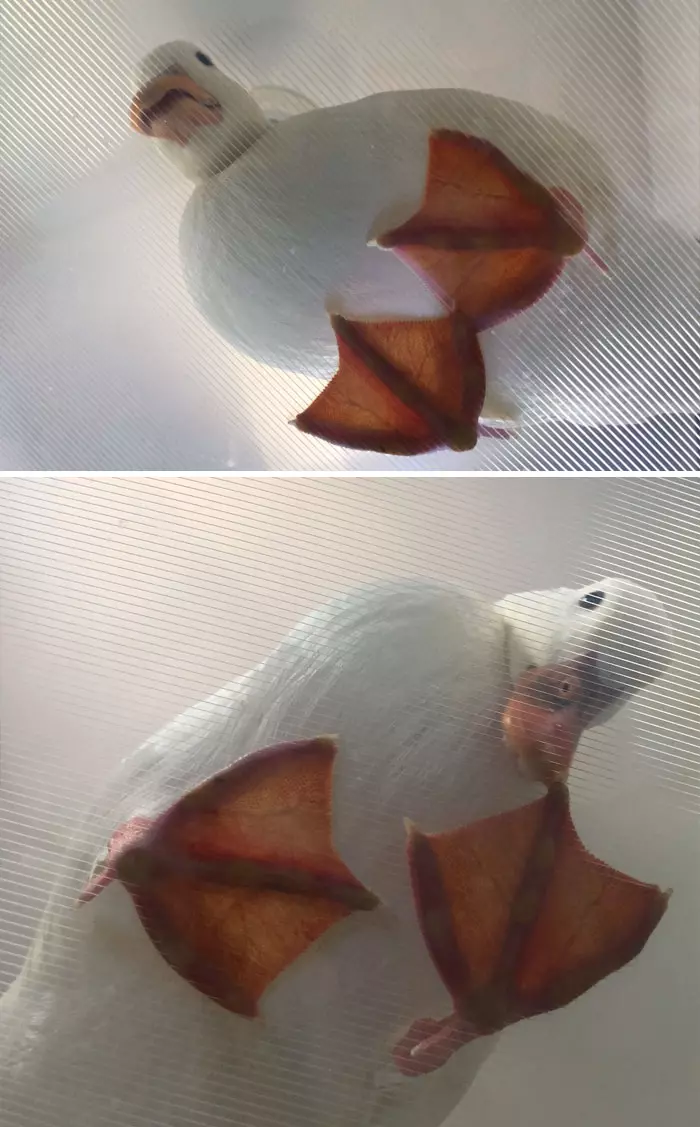 一起來養鴨鴨好噗好? 30張療癒照證明牠們「古錐好玩又好吃」❤