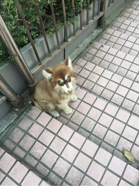 小阿拉太瘦弱被拋路邊 路過善良妹「霸氣收編」:負責把你養大變美!