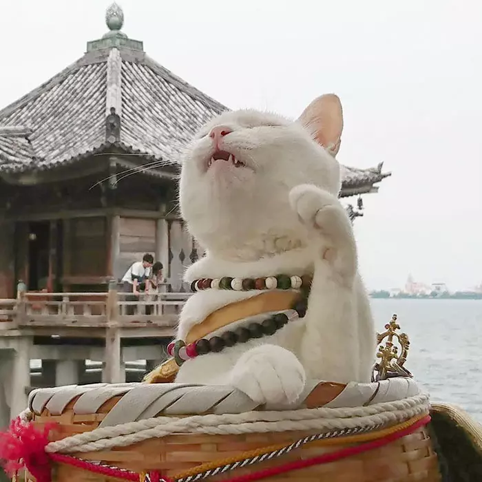 貓奴必來參拜!全是貓的「喵喵寺」 奧嘟嘟貓住持、貓和尚都來歡迎你~
