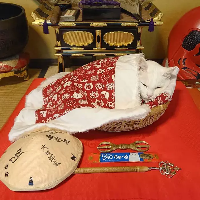 貓奴必來參拜!全是貓的「喵喵寺」 奧嘟嘟貓住持、貓和尚都來歡迎你~