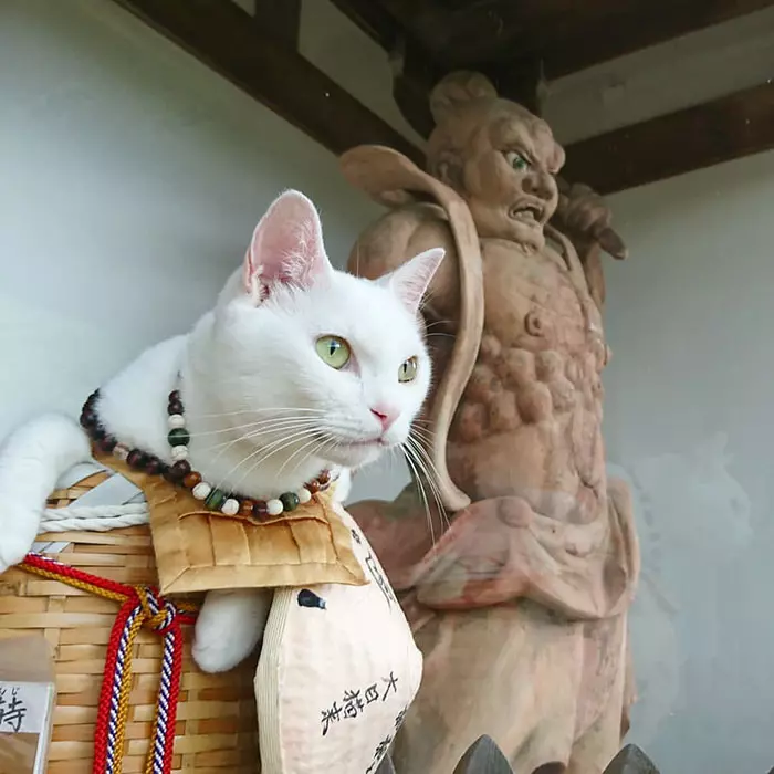 貓奴必來參拜!全是貓的「喵喵寺」 奧嘟嘟貓住持、貓和尚都來歡迎你~