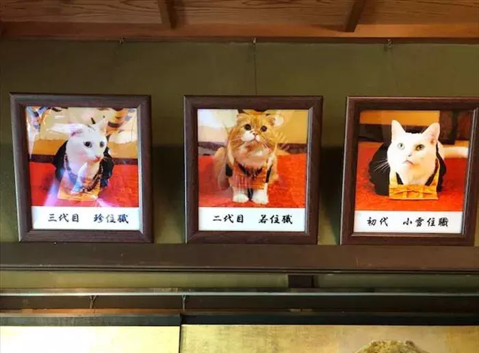 貓奴必來參拜!全是貓的「喵喵寺」 奧嘟嘟貓住持、貓和尚都來歡迎你~