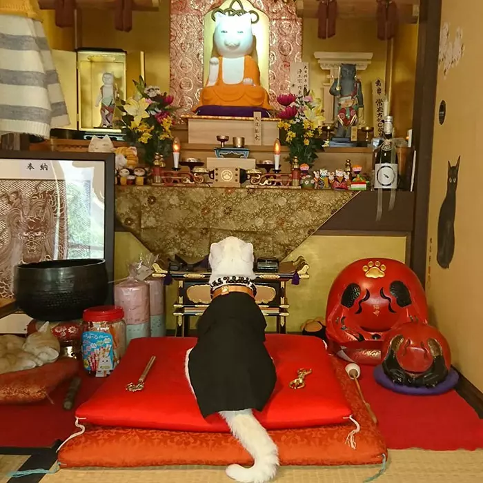 貓奴必來參拜!全是貓的「喵喵寺」 奧嘟嘟貓住持、貓和尚都來歡迎你~