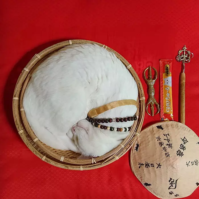 貓奴必來參拜!全是貓的「喵喵寺」 奧嘟嘟貓住持、貓和尚都來歡迎你~