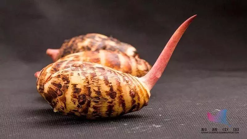 都說發芽食物有劇毒?這些食物發芽後反而營養翻倍,不知道的虧大了!
