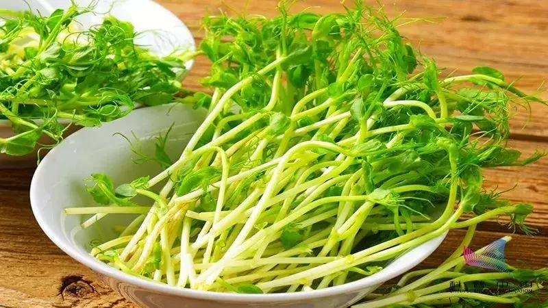 都說發芽食物有劇毒?這些食物發芽後反而營養翻倍,不知道的虧大了!