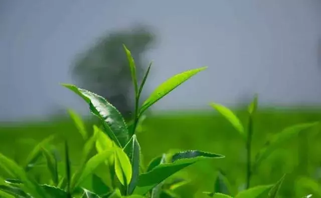 茶,就是人體器官最好的保護傘!