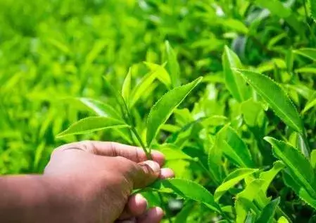 茶,就是人體器官最好的保護傘!