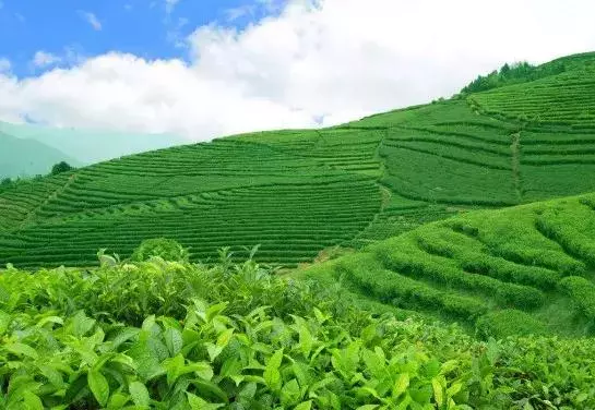 茶,就是人體器官最好的保護傘!