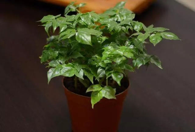 家裡就養這4種花,寓意好鎮宅旺家,凈化空氣養幾盆錯不了!