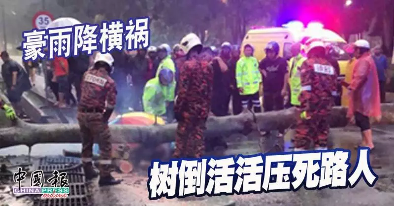 豪雨降橫禍 樹倒活活壓死路人