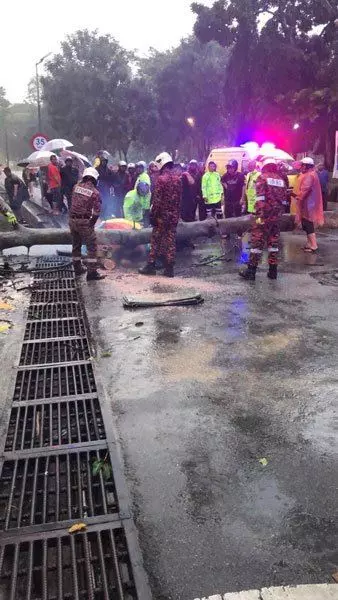 豪雨降橫禍 樹倒活活壓死路人