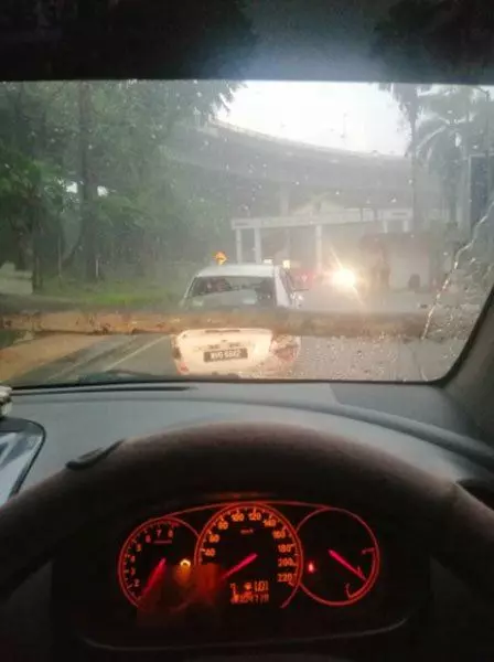 豪雨降橫禍 樹倒活活壓死路人