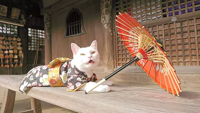 貓奴必來參拜!全是貓的「喵喵寺」 奧嘟嘟貓住持、貓和尚都來歡迎你~