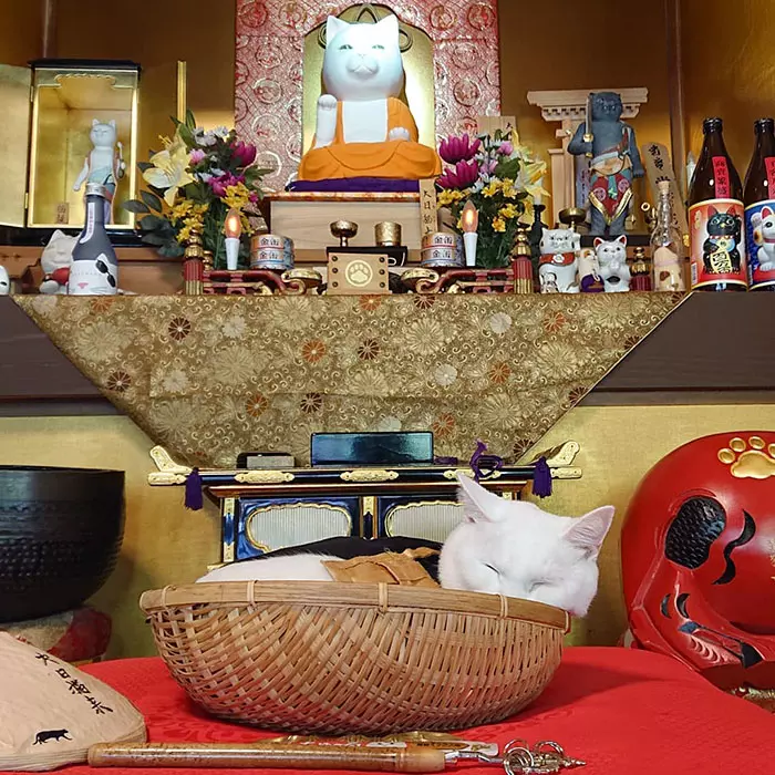 貓奴必來參拜!全是貓的「喵喵寺」 奧嘟嘟貓住持、貓和尚都來歡迎你~