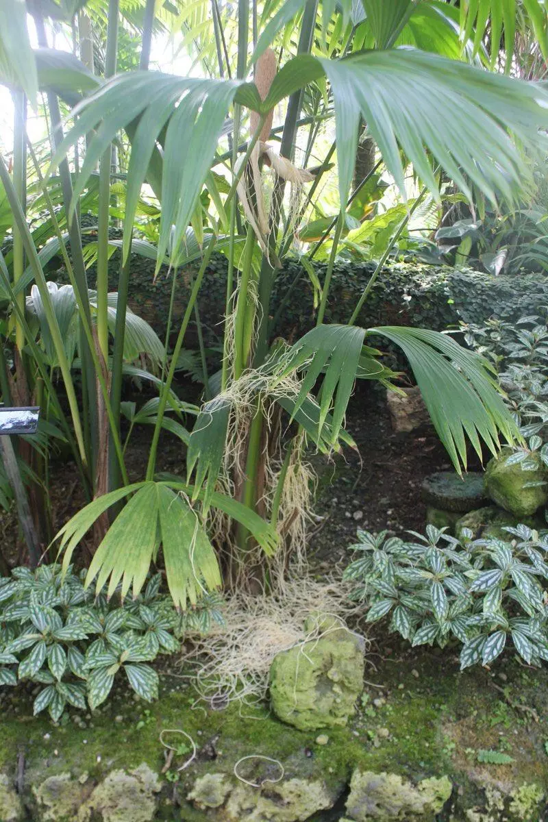 「後面的朋友笑一個~」貓愛自拍變網紅 網笑:POSE怎麼那麼像大叔啦!