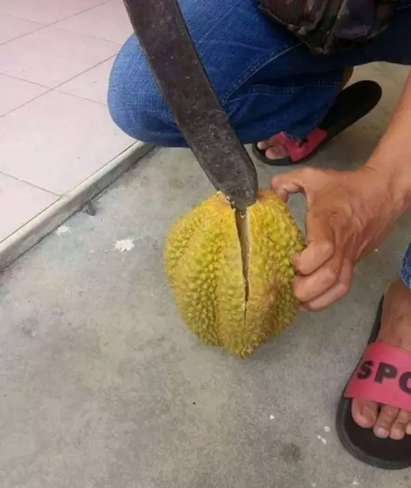 他貪小便宜買了一顆「才35塊的榴槤」,沒想到回家一層層剝開,真的要笑到流淚!