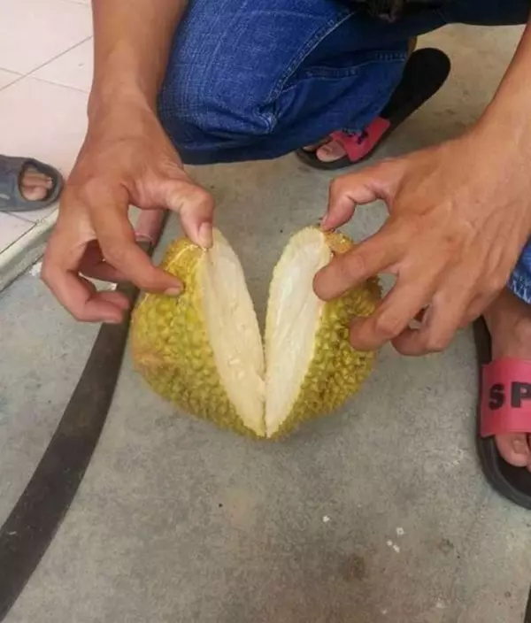 他貪小便宜買了一顆「才35塊的榴槤」,沒想到回家一層層剝開,真的要笑到流淚!