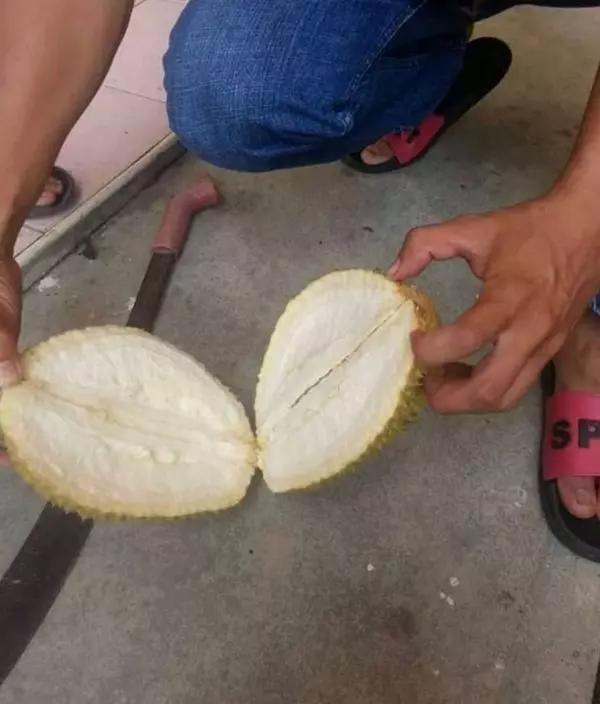 他貪小便宜買了一顆「才35塊的榴槤」,沒想到回家一層層剝開,真的要笑到流淚!