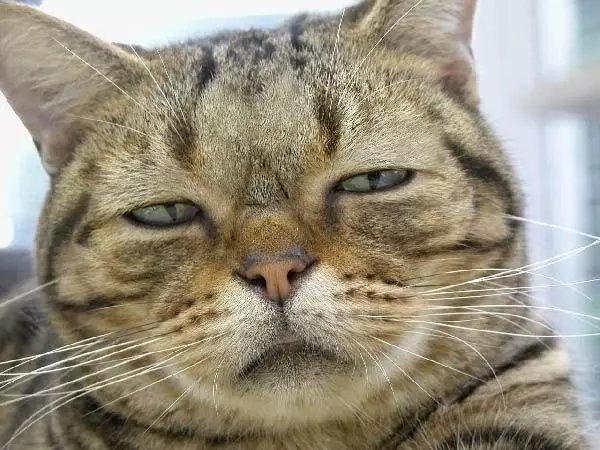 宅宅們眼中的世界,似乎和普通人不太一樣?