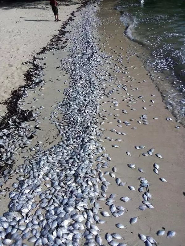 【震撼場面】普吉附近島嶼,發現大量漂浮魚!