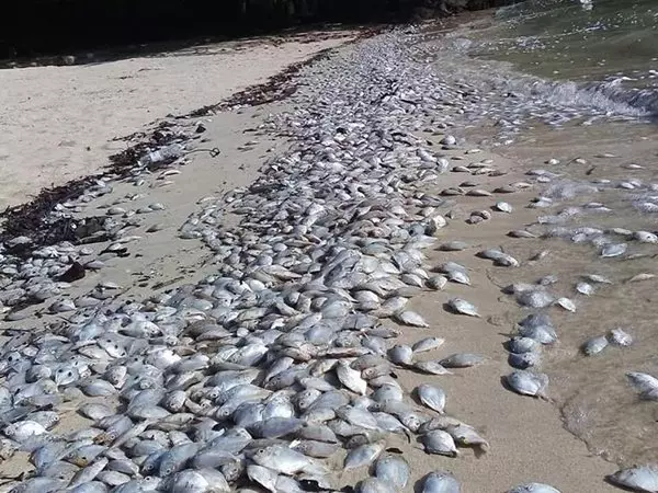 【震撼場面】普吉附近島嶼,發現大量漂浮魚!