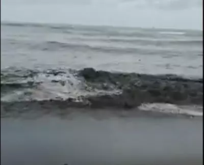【震撼場面】普吉附近島嶼,發現大量漂浮魚!