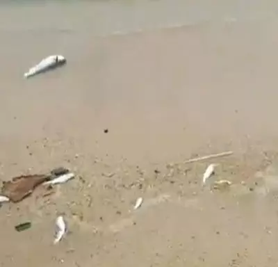 【震撼場面】普吉附近島嶼,發現大量漂浮魚!