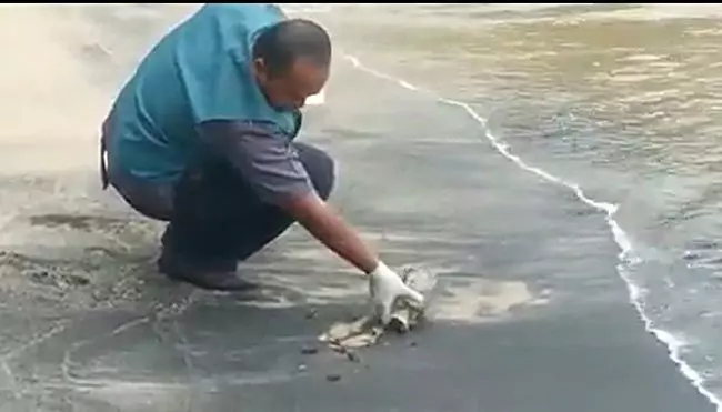 【震撼場面】普吉附近島嶼,發現大量漂浮魚!